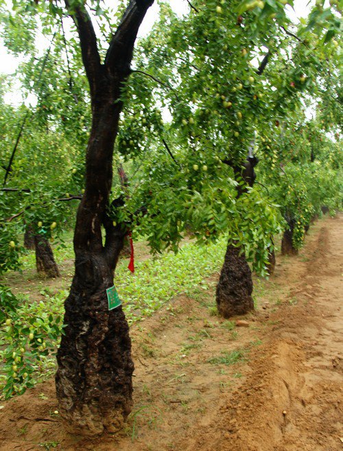 我行你也行-上华山跳龙门跨中原七日暴走 之3
