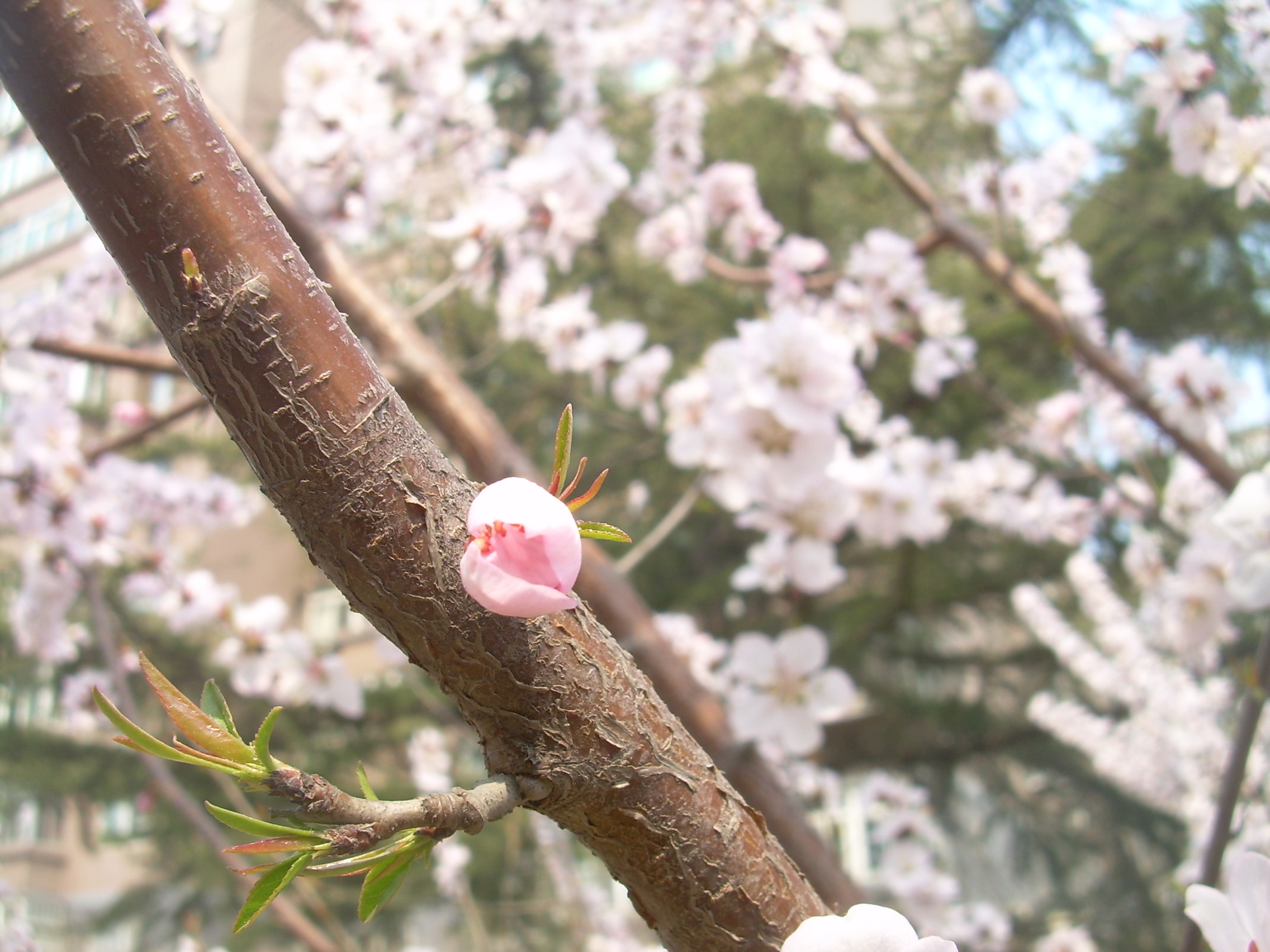 朱自清在《春》中怎么描写春花的_学习帮助_奇飞知识网