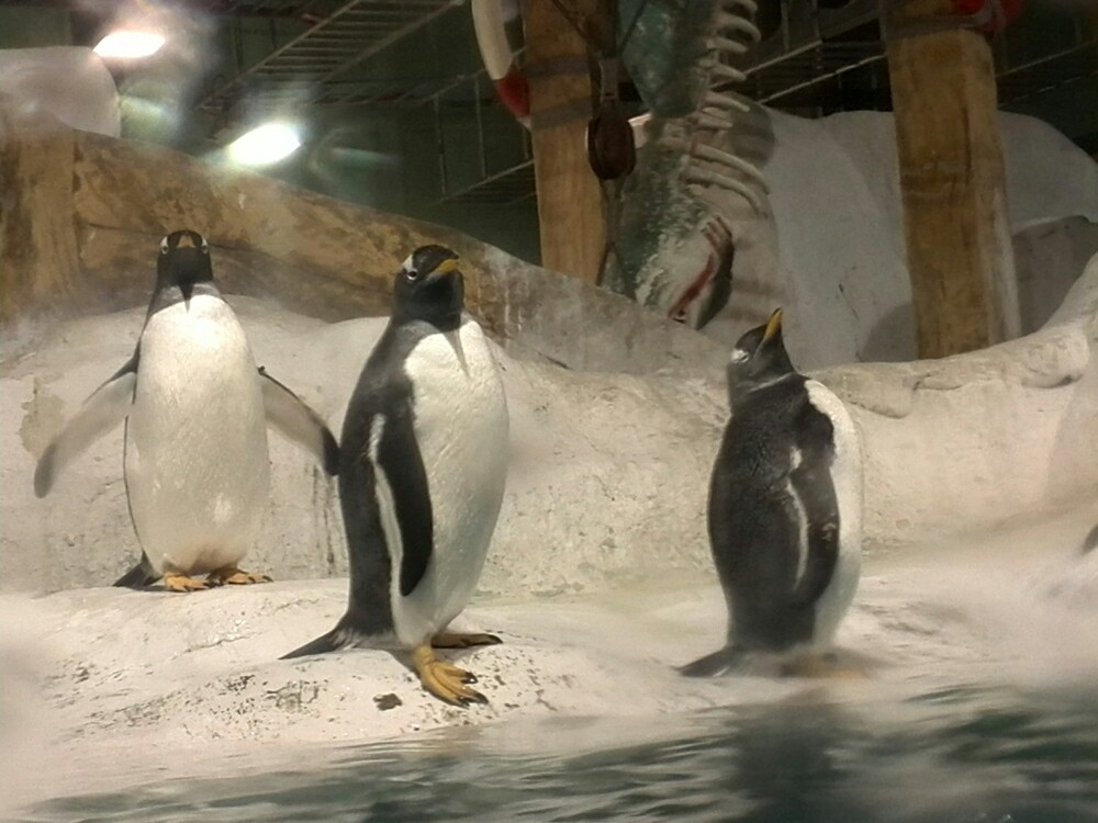 哪个季节去大连圣亚海洋世界才是最合适的呢?_辽宁_奇飞知识网