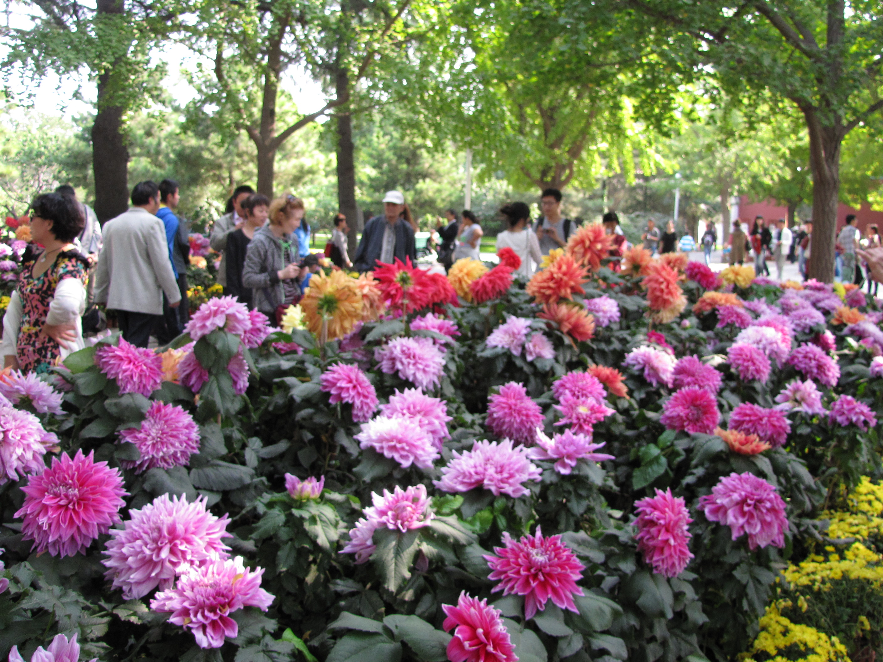 2013国庆北京中山公园大丽花展纪实