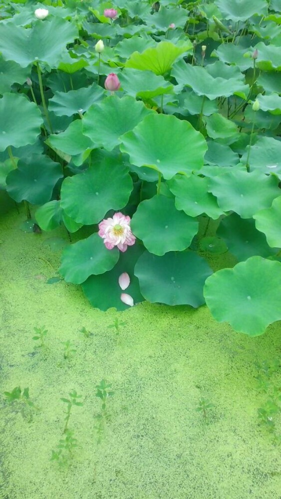 水天花月水上乐园