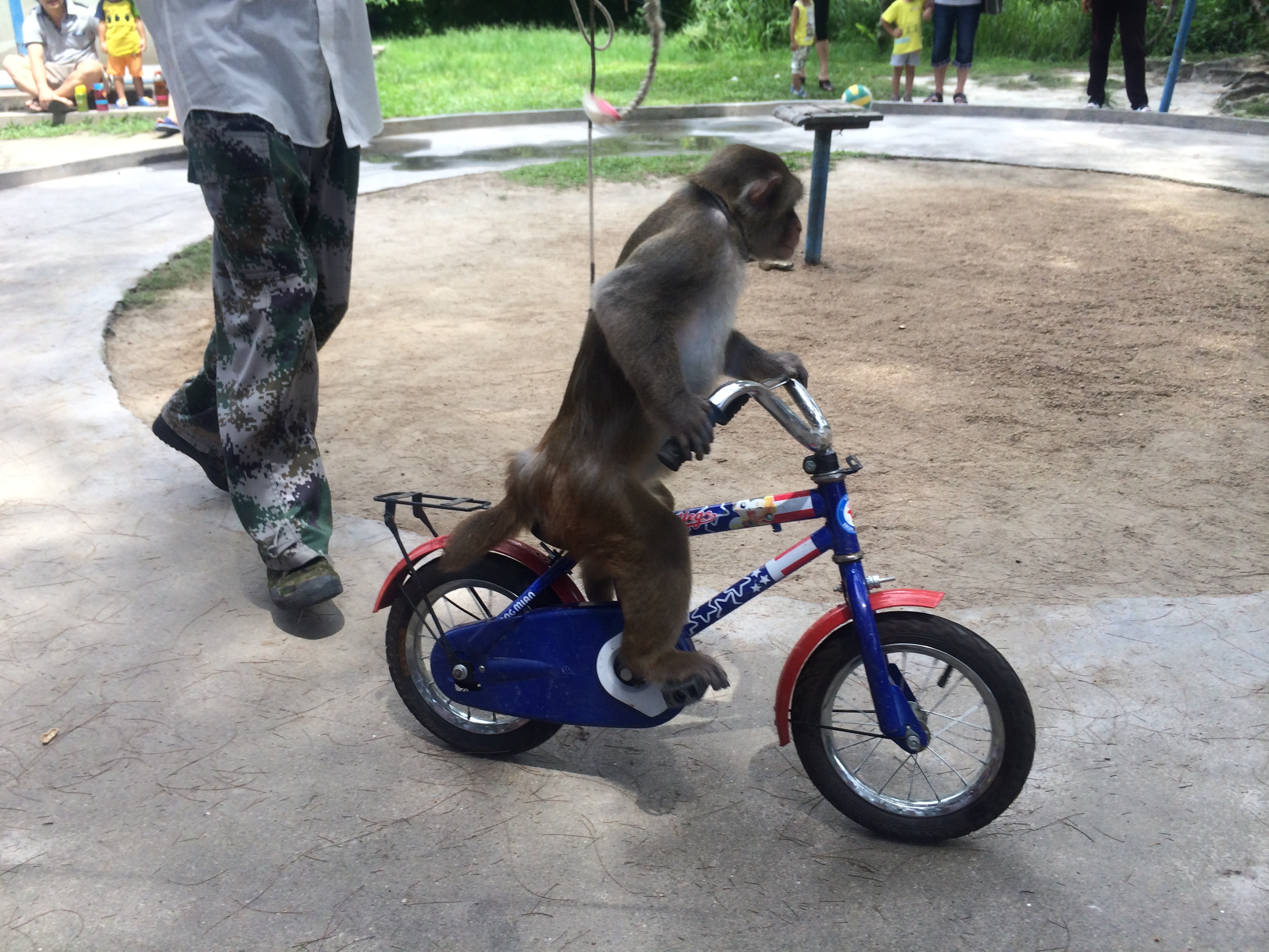 猴子表演踩单车