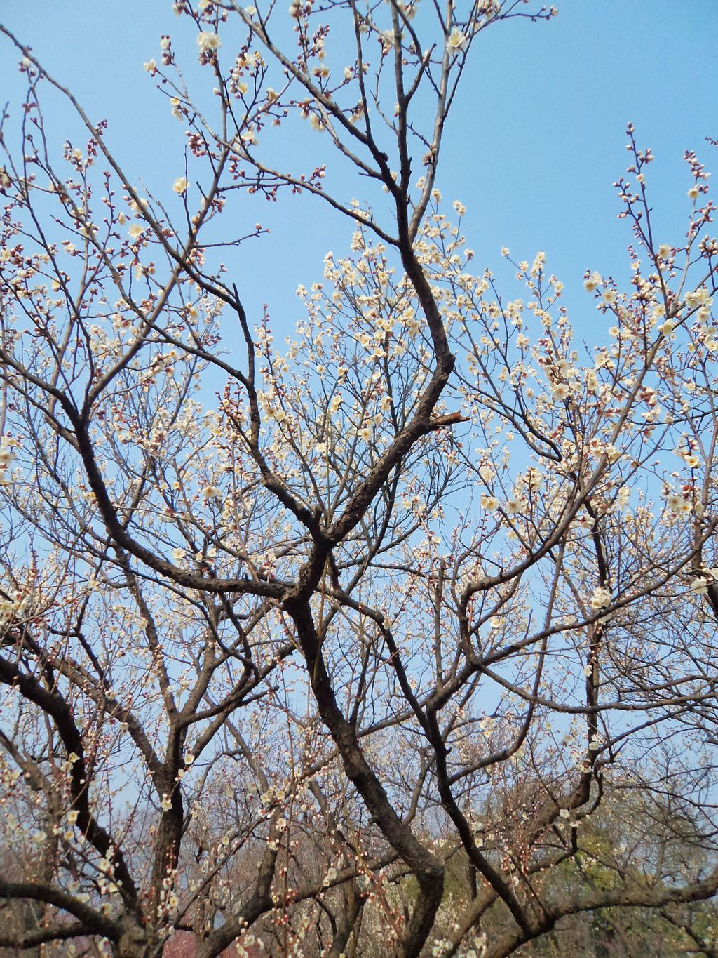 梅花山赏梅