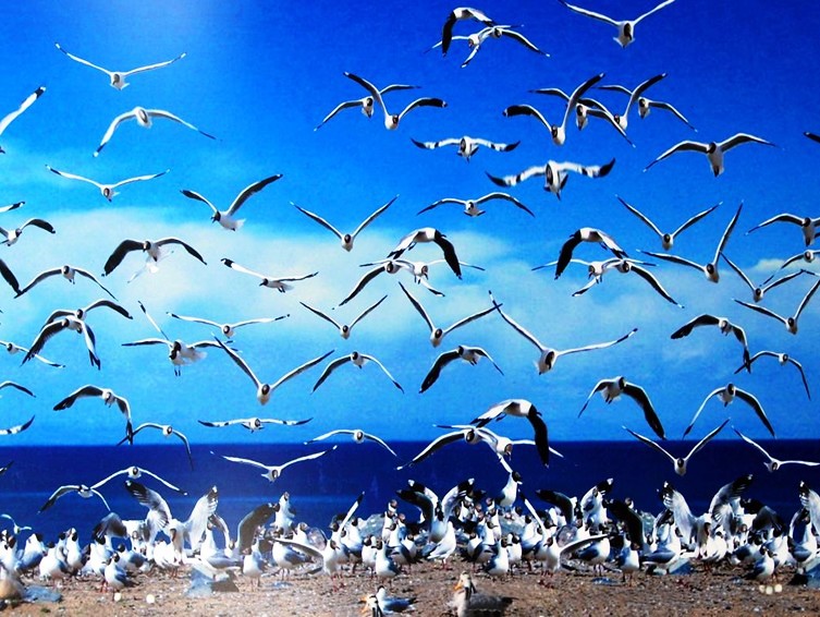 【杭州】西安兵马俑+华山+青海湖+塔尔寺+兰州7日跟团游(3钻)·青海湖鸟岛摄影 西进兰出-携程旅游度假