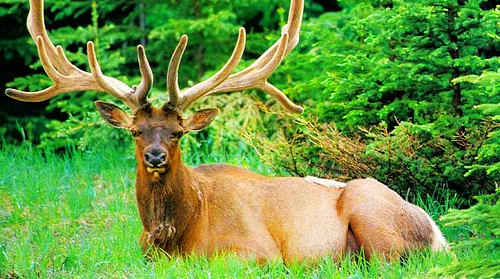 大丰麋鹿保护区景点景区图片-大丰麋鹿保护区