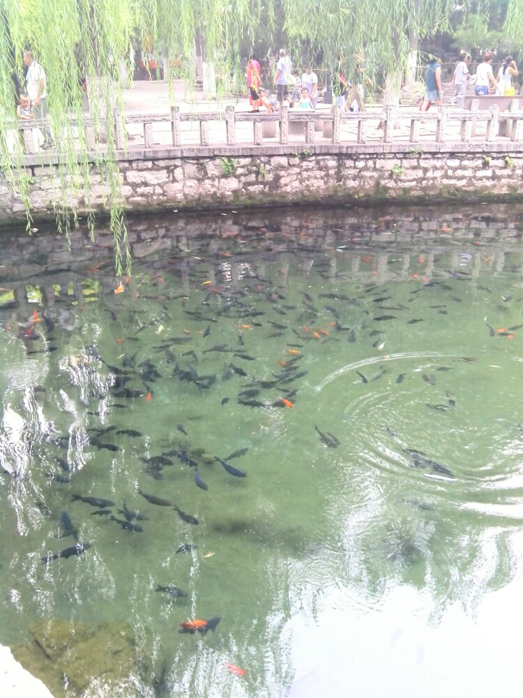 作为从小在济南长大的孩子,泉水已然是我们生命中的一部分,在以后的岁月中,不论走到哪里,都忘不掉泉水对我们的滋养生息。济南又名泉城,而泉城中泉水几百处,独以趵突泉为首。小的时候感觉趵突泉是那么的大,去了几次都不曾全部转下来,其实后来长大了再去,发现它并不大,精致的像个私人园林,有着北方园林的建筑风格,却也不失南方园林的清秀逶迤。趵突泉最著名的就是景点的中心地带三股水了,但是近年来地下水的频繁被盗用,也使得三股水的水位频频濒临危线,甚至一度干固。景区的价位很合理,性价比非常高,游人也是众多,常常会有人山人海