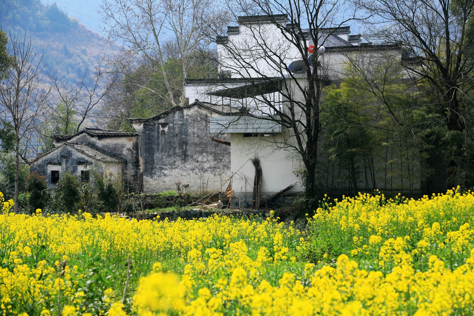 歙县油菜花哪儿最好,坡山村,石潭村(第8页)_大山谷图库