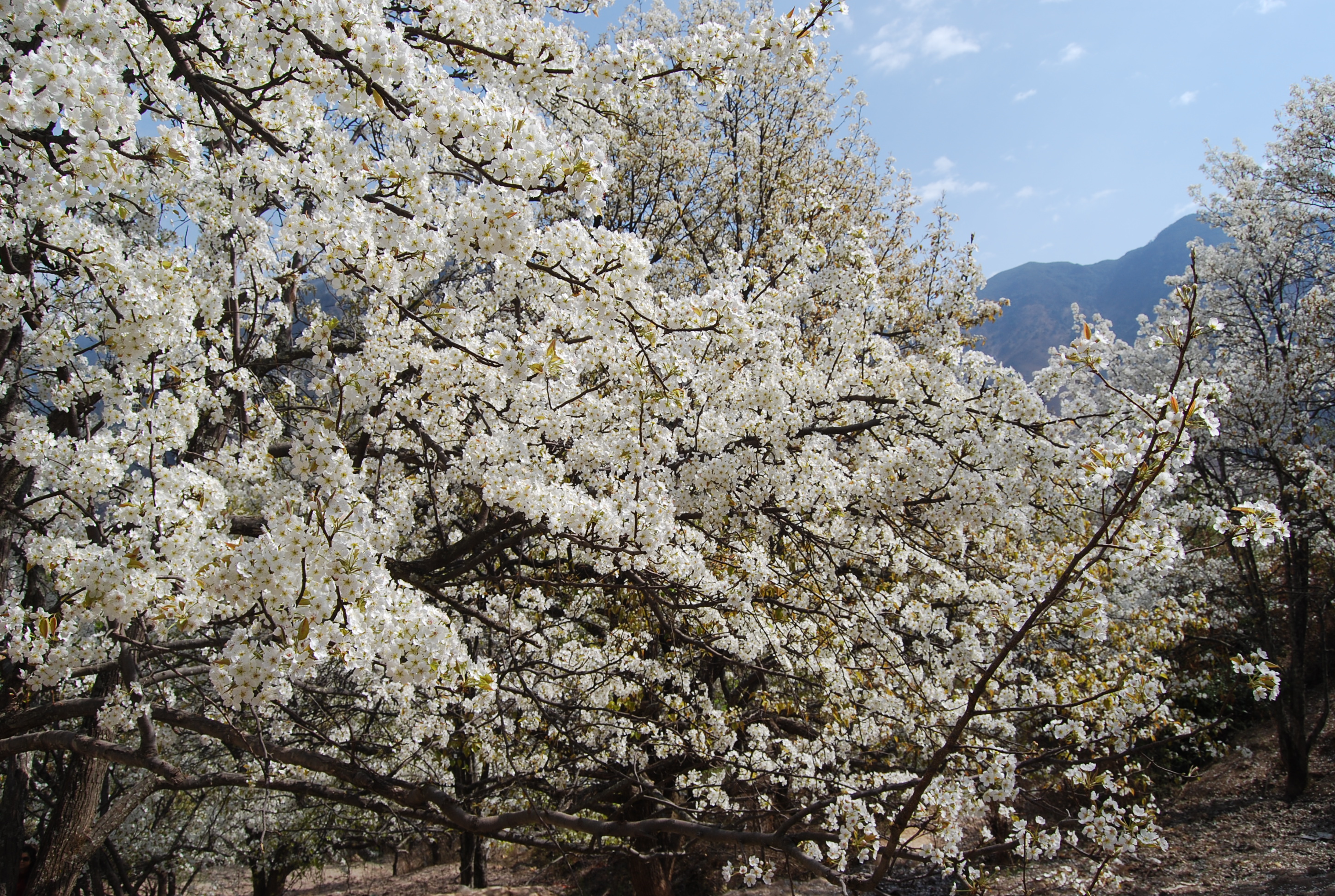 2012螺髻山"千树万树梨花开"