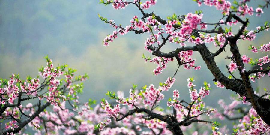 无锡阳山桃花源景区