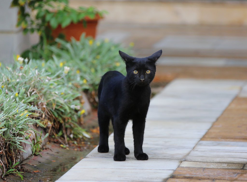 发现大街小巷里有很多流浪猫,而更为醒目的是黑色猫咪,像幽灵一般游荡