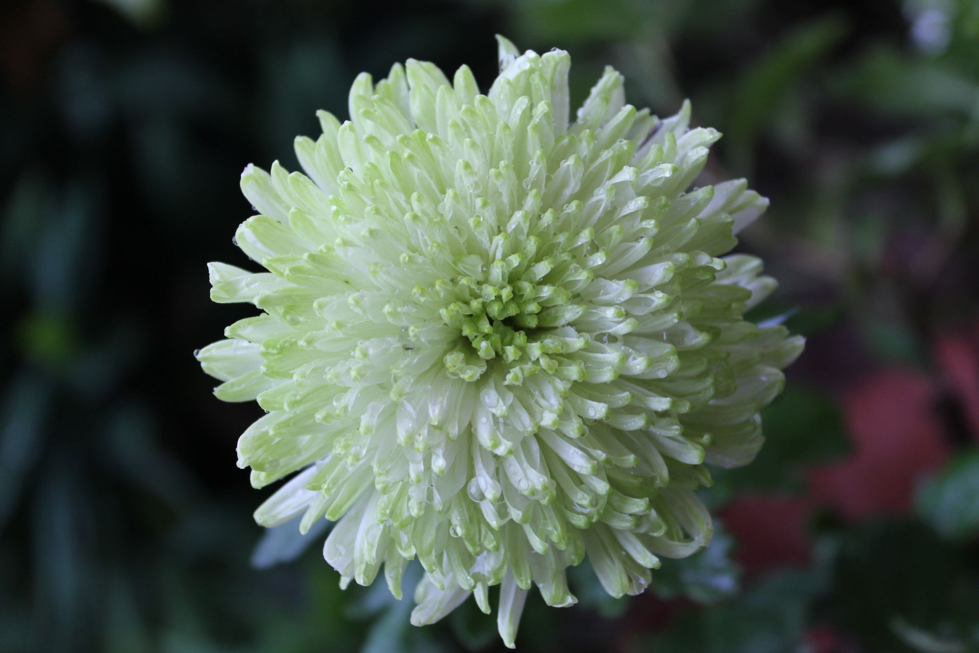 菊花这首诗的思想感情是什么 菊花所表达出来的精神