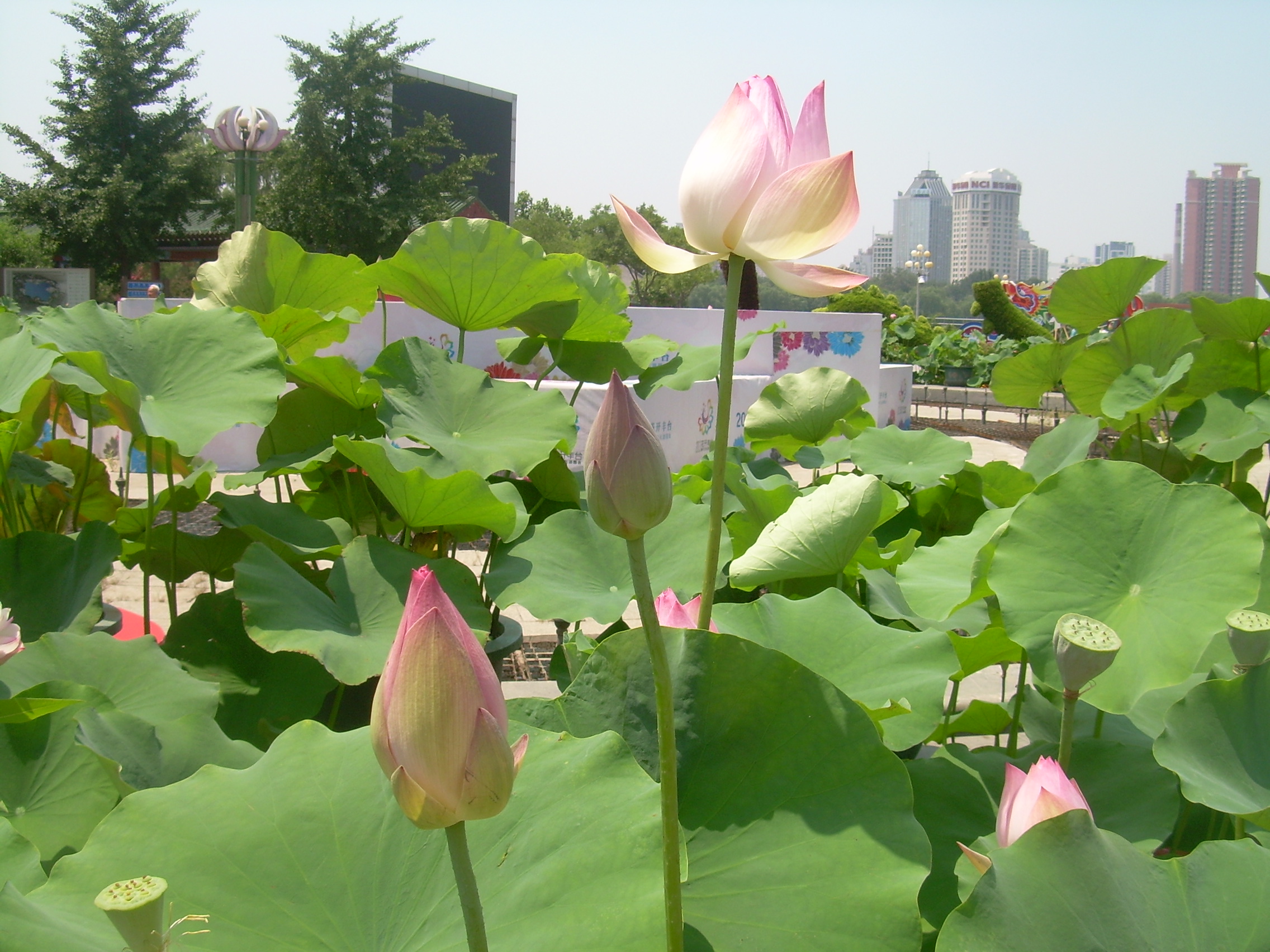 莲花池公园,位于北京西站西南侧,每个周末我往返京冀间,都会从其东门门前路过。
不大的东门门头给我一种街心公园的感觉。
今天,因为始发的火车晚点4小时,我从西站溜达出来,步入莲花池公园。
【惊喜】偌大的水面令人心旷神怡,大片的荷花为公园景色增添了情趣,绿草如茵,树木茂盛,健身的群众如织。