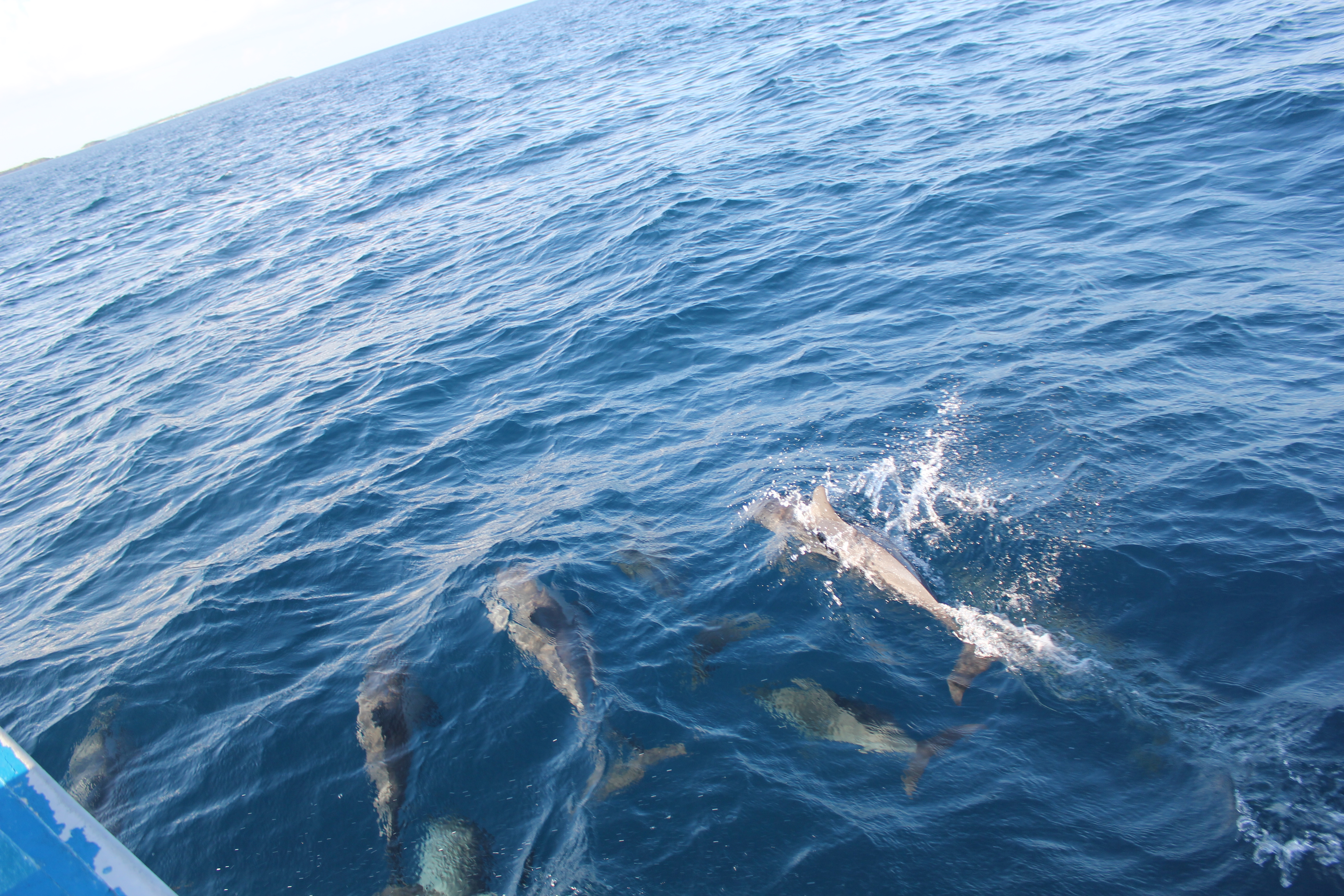带着爱,飞奔伊露岛(2013.10.6 Iru Fushi 蜜月游)