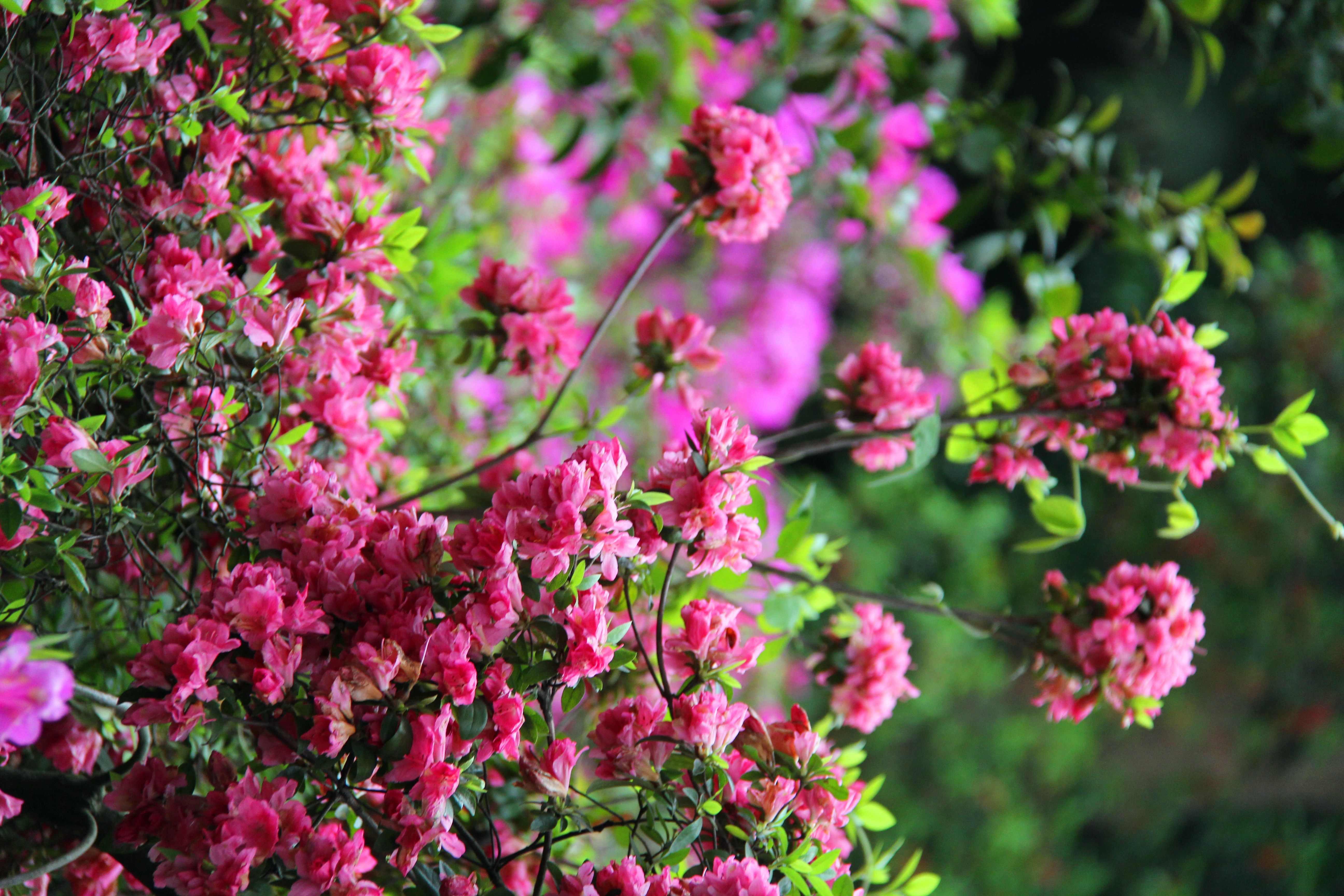 随手拍!2014武汉植物园