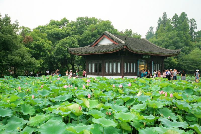 夏天的杭州,曲院风荷的西湖风景