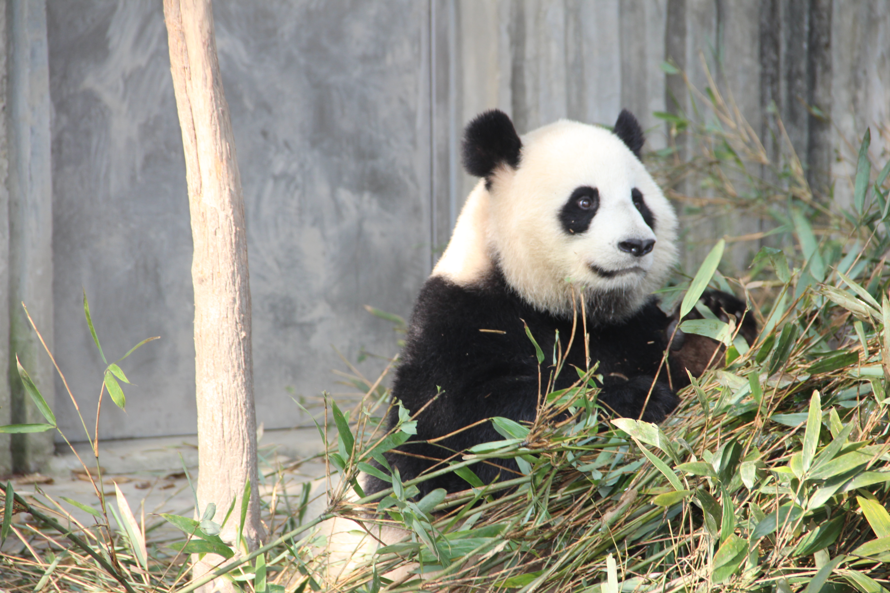 成都大熊猫繁育基地