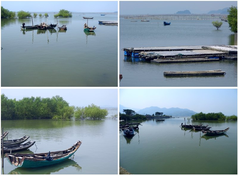 惠州深度游之——惠东捻平半岛系列之盐洲湿地景观三(盐洲红树林 上)