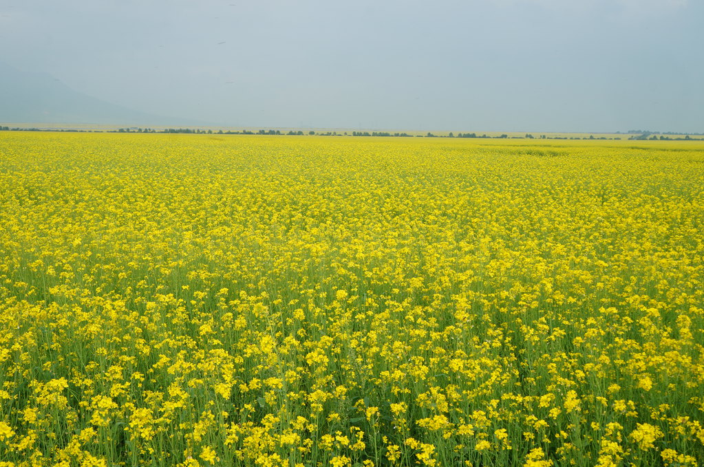 【2014青海】门源油菜花