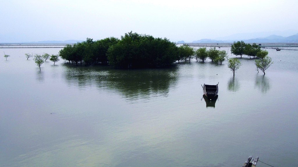 惠州深度游之—惠东捻平半岛系列之盐洲湿地景观三(盐洲红树林 上)