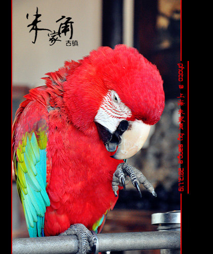1月朱家角1日自由行,朱家角,放生桥,北大街都psp无双特别大版攻略2蛇图片