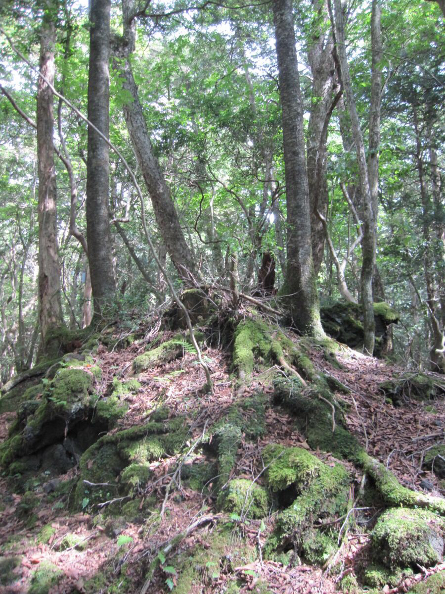 青木ケ原树海                          