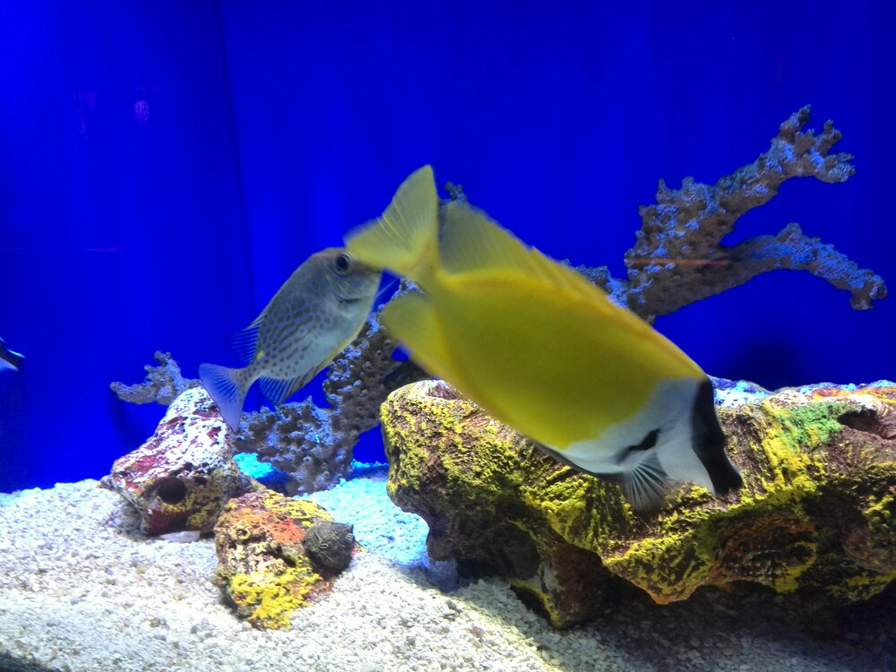 壁纸 海底 海底世界 海洋馆 水族馆 桌面 1000_750