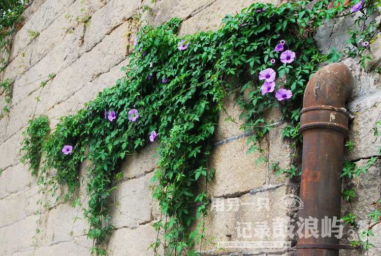 牵牛花开,这边风景独好,从小就喜欢藤蔓植物,喜欢他们蔓延