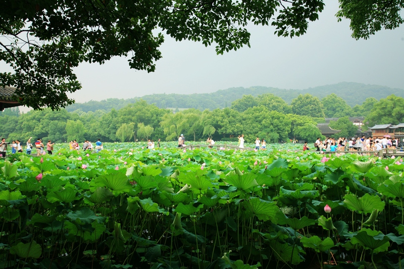 夏天的杭州,曲院风荷的西湖风景