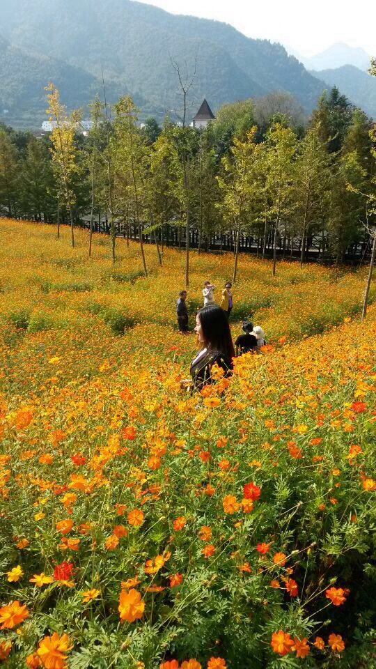 来东黄山看花海吧.