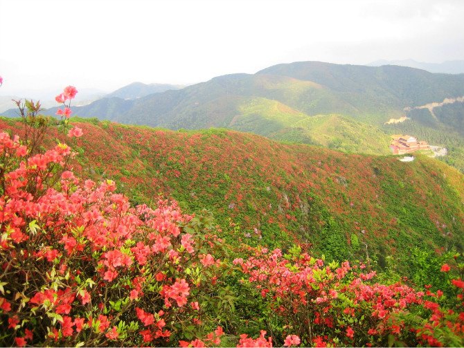 五一赏花最佳目的地,永州阳明山国家森林公园十万亩杜鹃