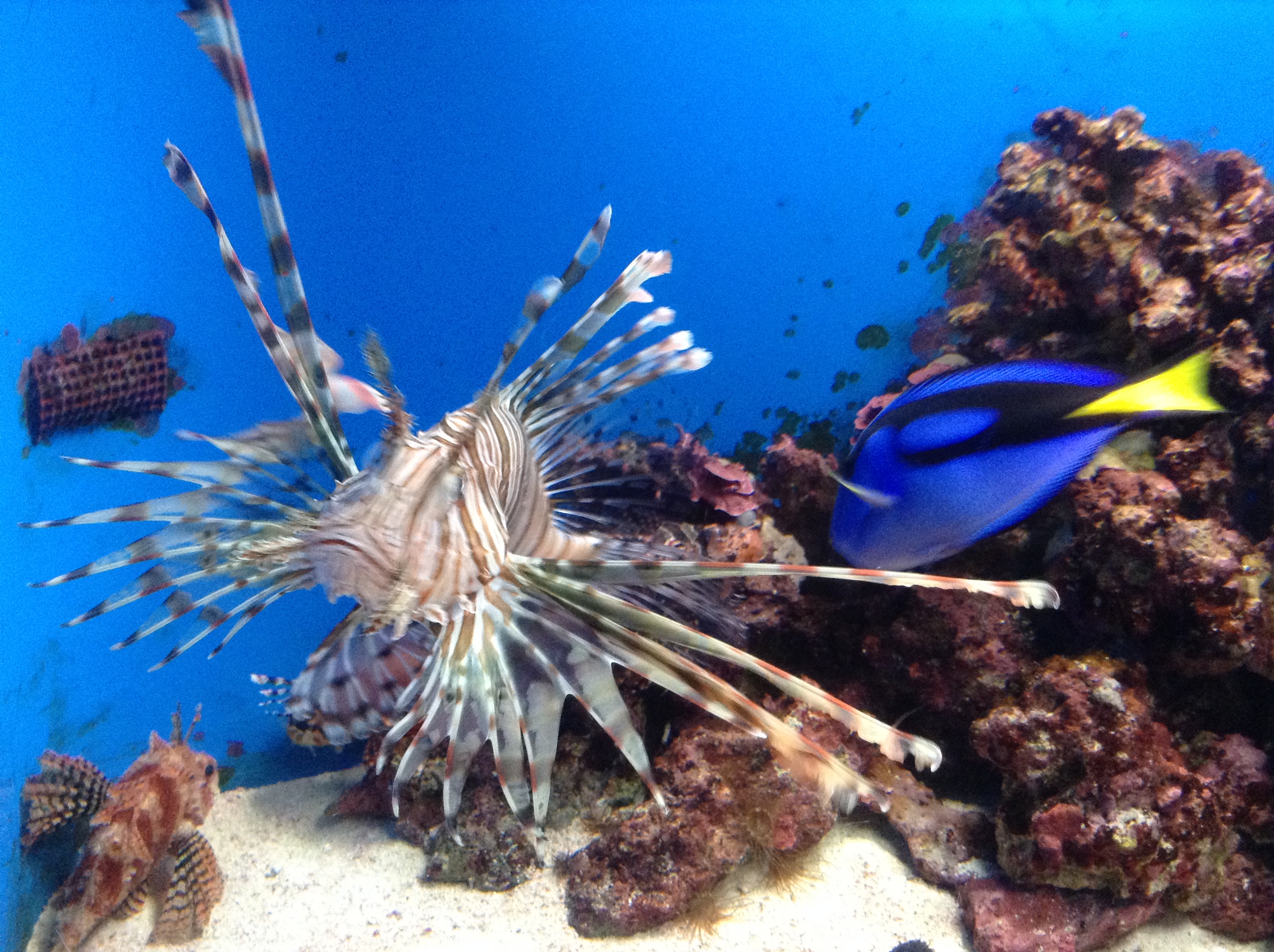 冲绳美丽海水族馆