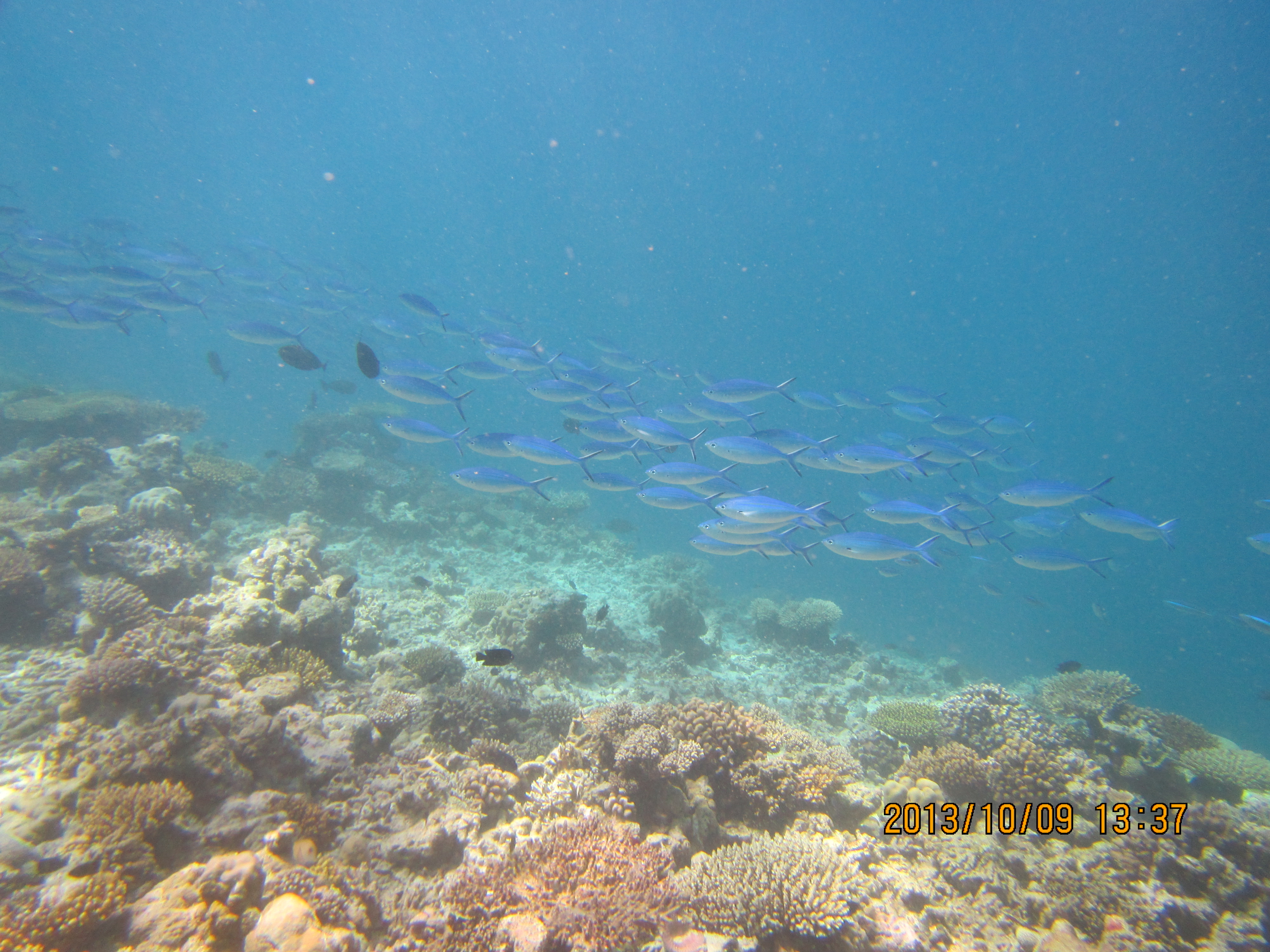 带着爱，飞奔伊露岛（2013.10.6 Iru Fushi 蜜月游）