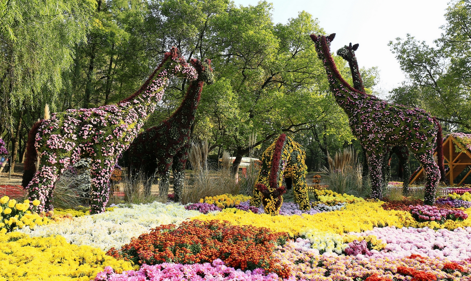 共青森林公园菊花