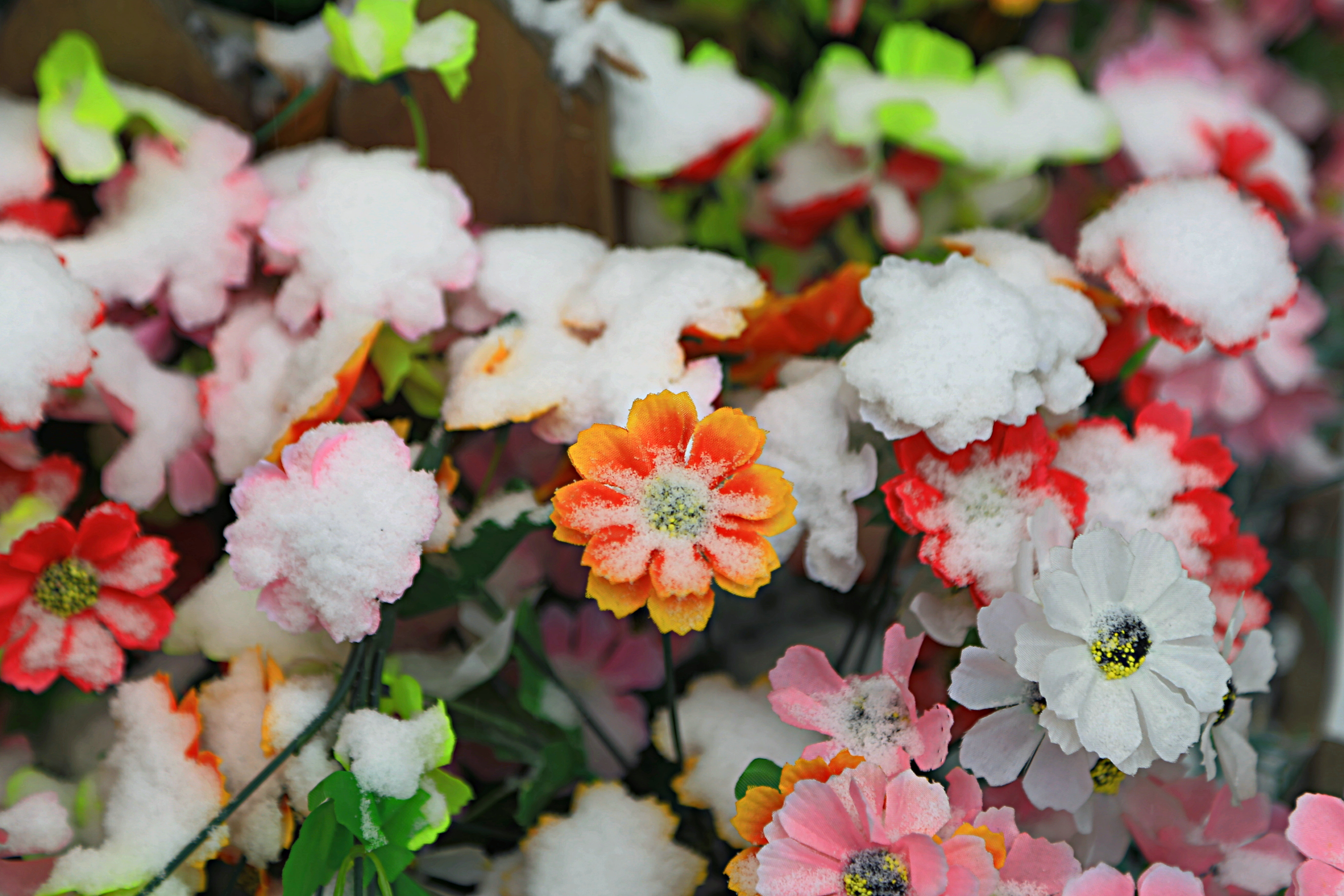 雪绒花----2014年北京第一场大雪