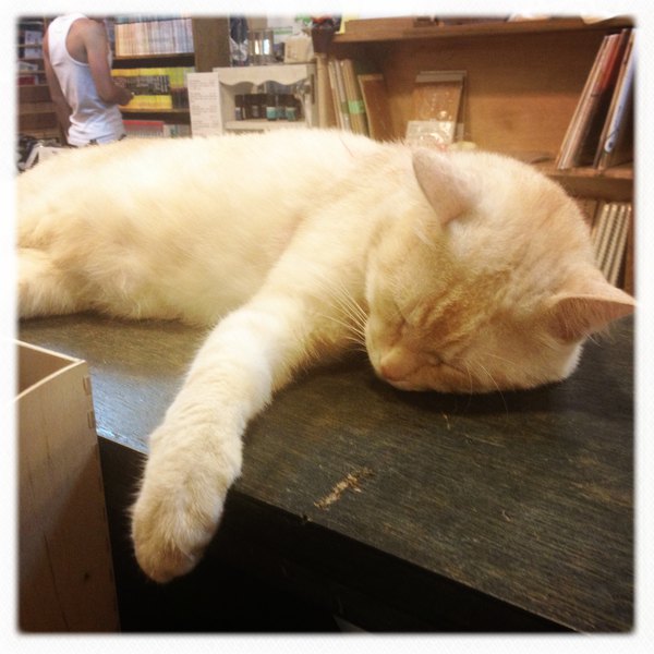 慵懒的猫咪,可爱(^o^)