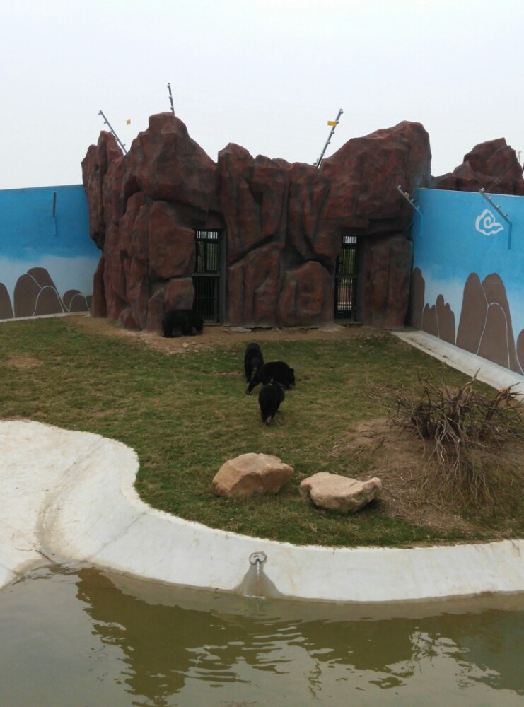 盐城大丰港动物园看熊猫
