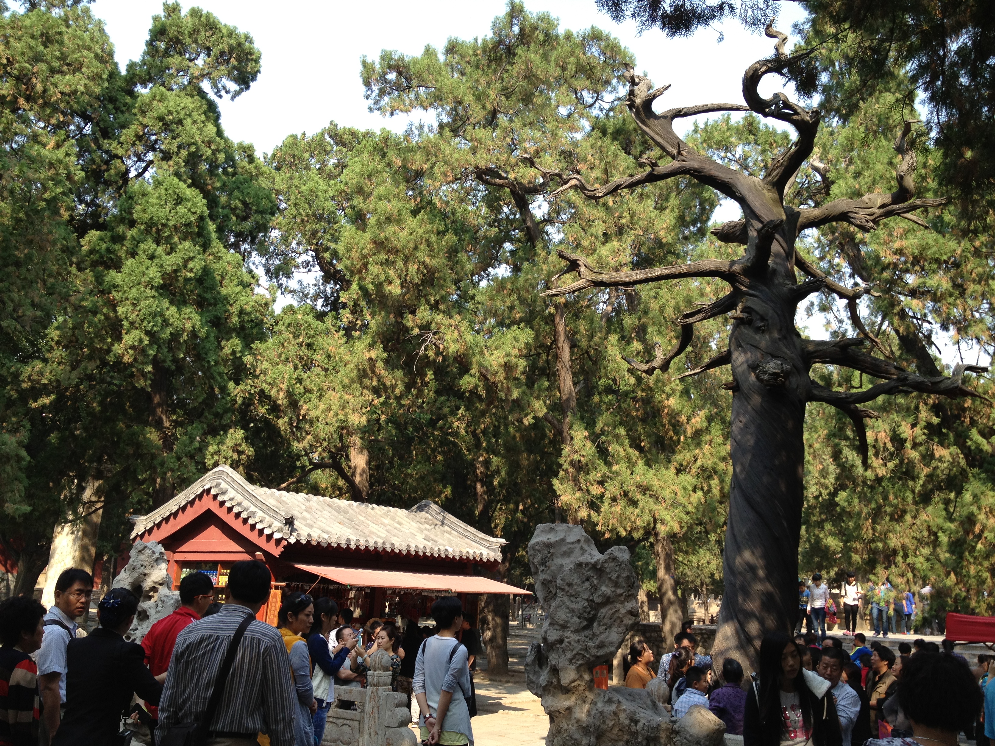 泰山岱庙普照寺一日游