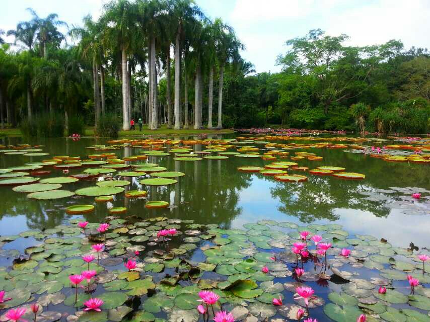 摄影之旅西双版纳 版纳热带植物园 野象谷 原始森林