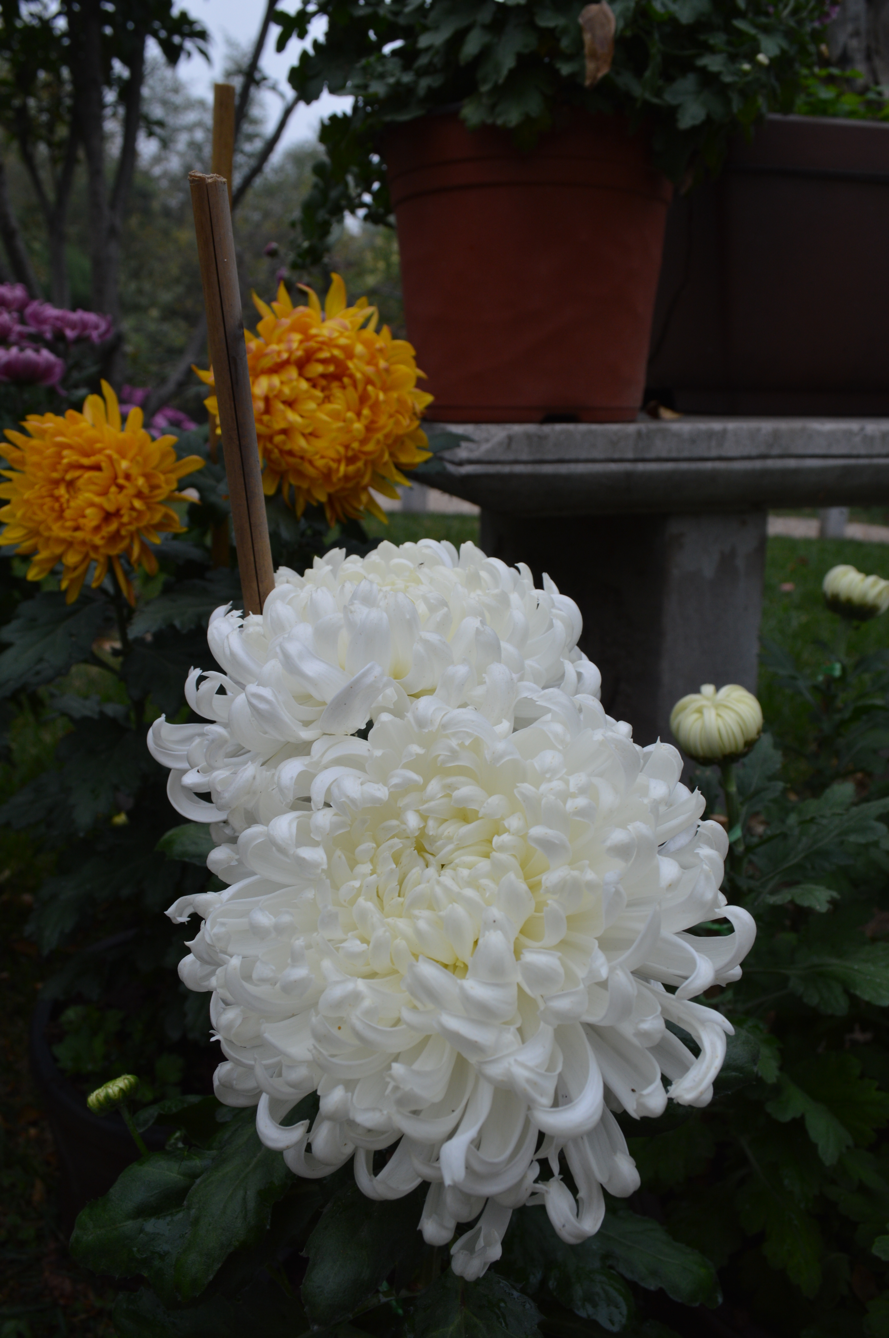 随手拍! 又是一个赏菊の季节