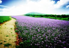 北京人间花海景区攻略-人间花海景区门票价格多少钱