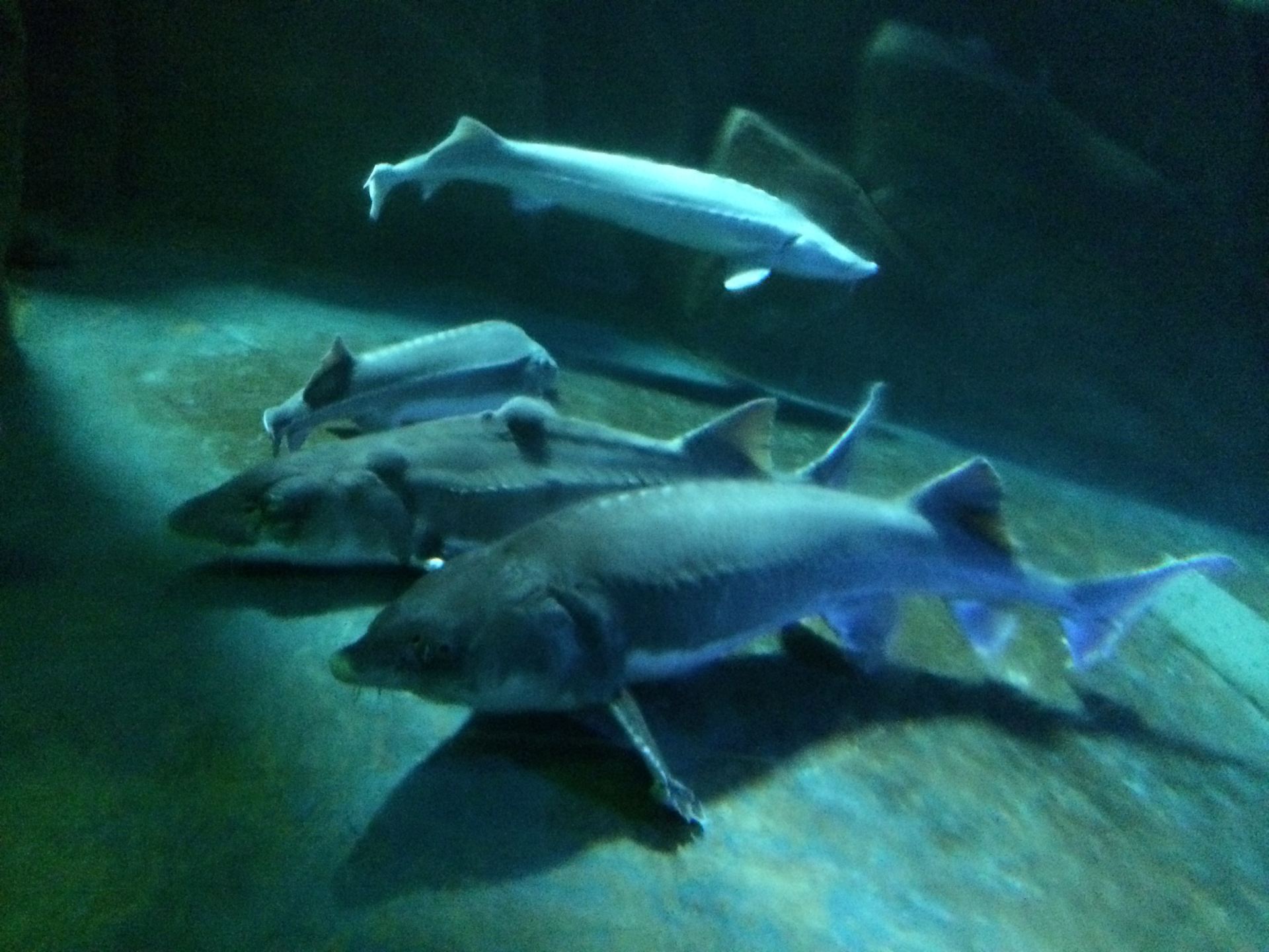 壁纸 动物 海底 海底世界 海洋馆 水族馆 鱼 鱼类 1000_591