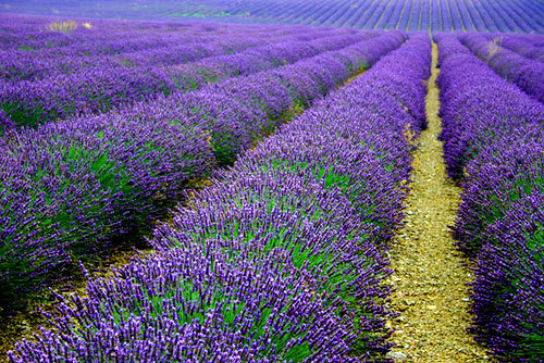 东方普罗旺斯薰衣草庄园