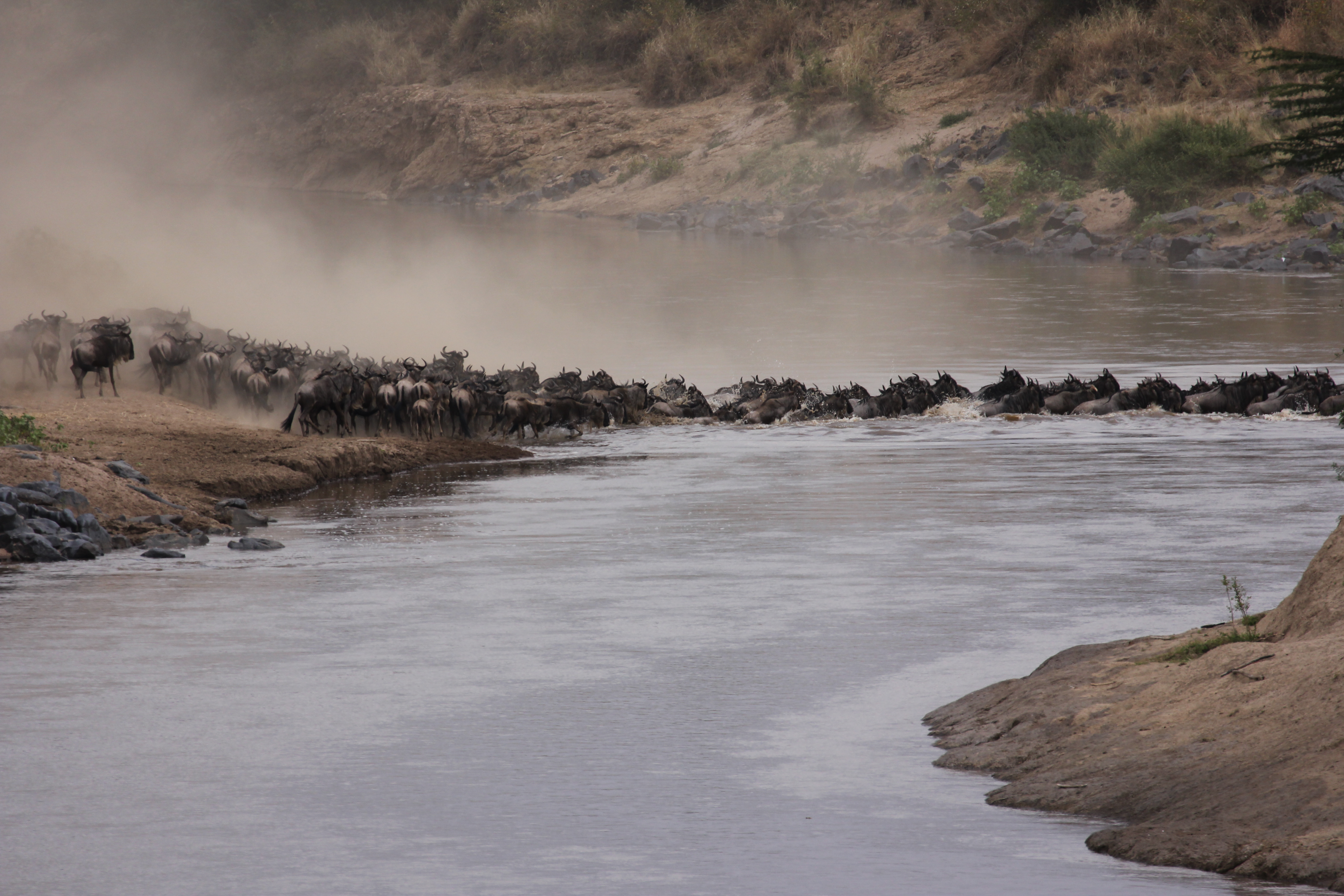 2013肯尼亚游猎,见证角马大迁徙