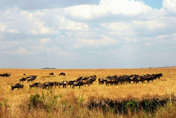 【狂野肯尼亚】非洲大草原上の蜜月之旅 - 马赛