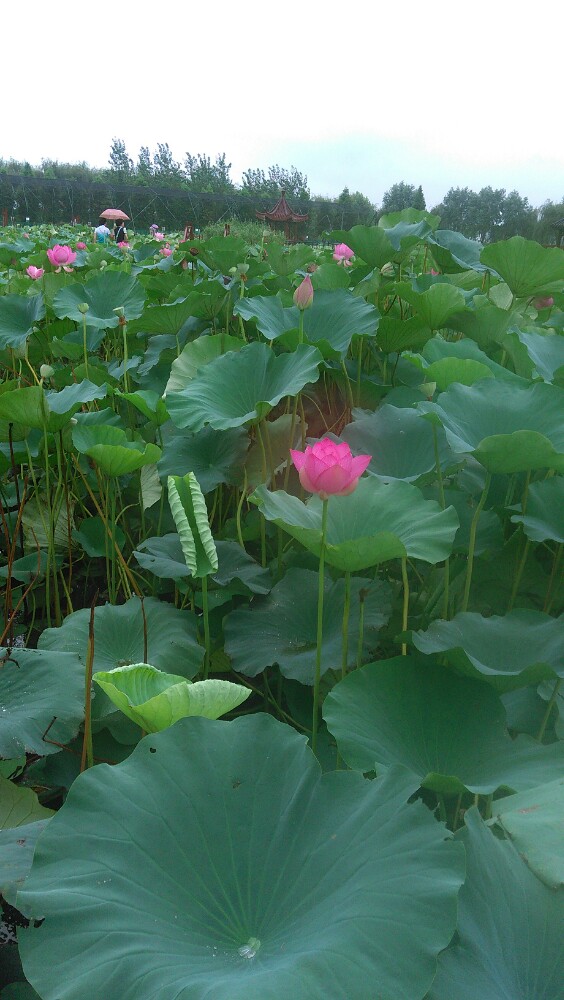 泗洪洪泽湖湿地