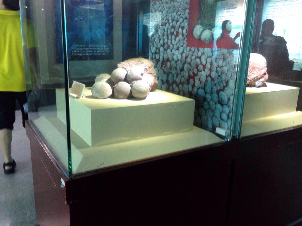 河源恐龙博物馆|河源游记-携程旅行