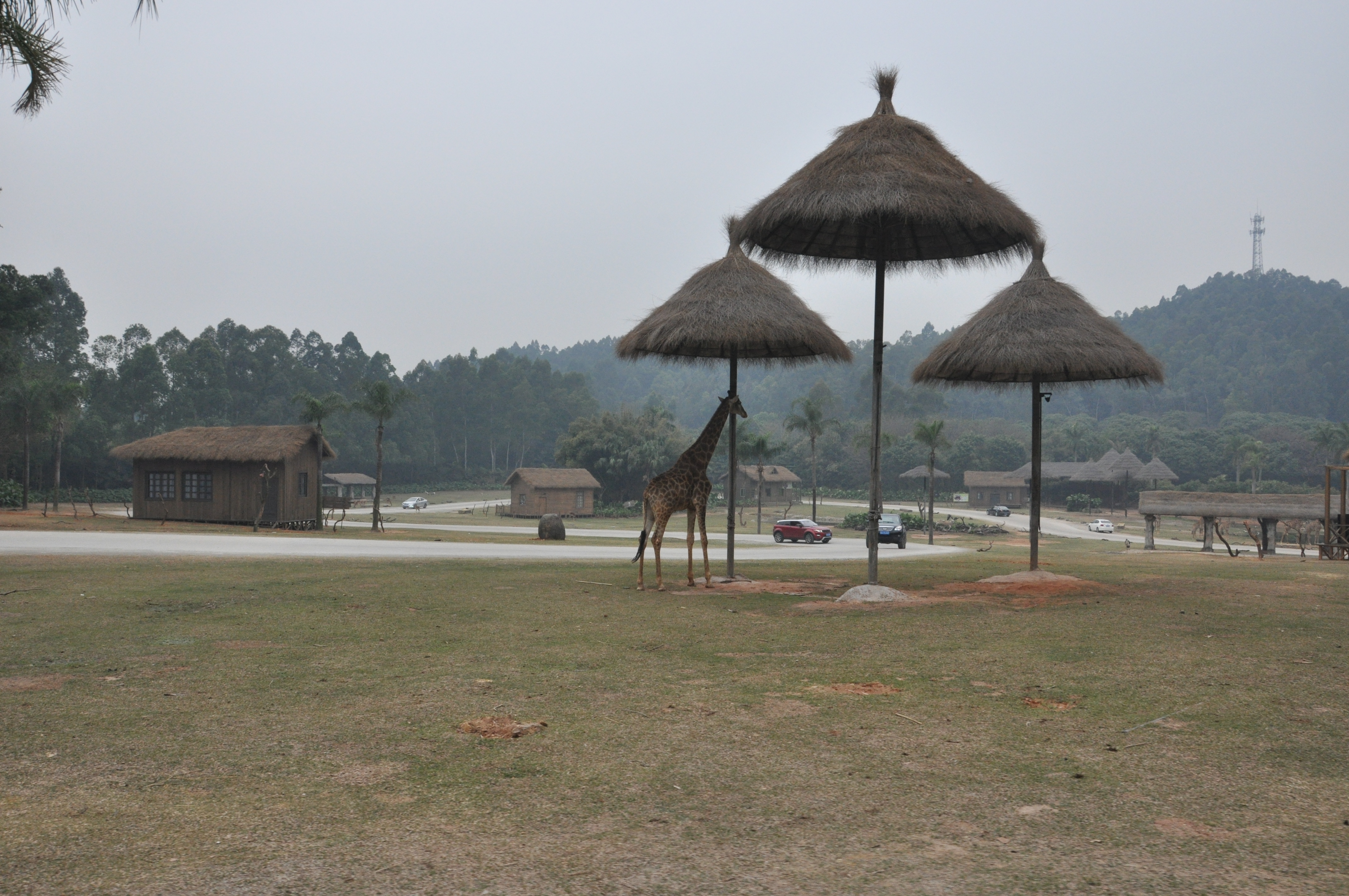长隆野生动物园|广州游记-携程旅行