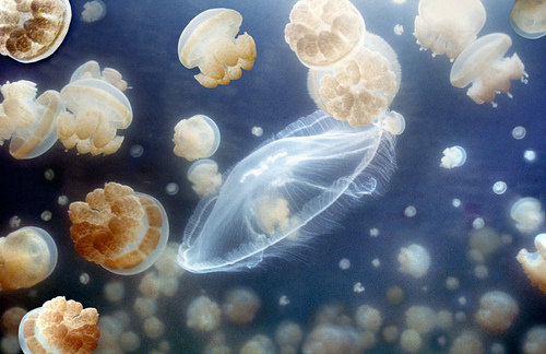 这边两张有 moon jellyfish 的图片来自网络, google image search.