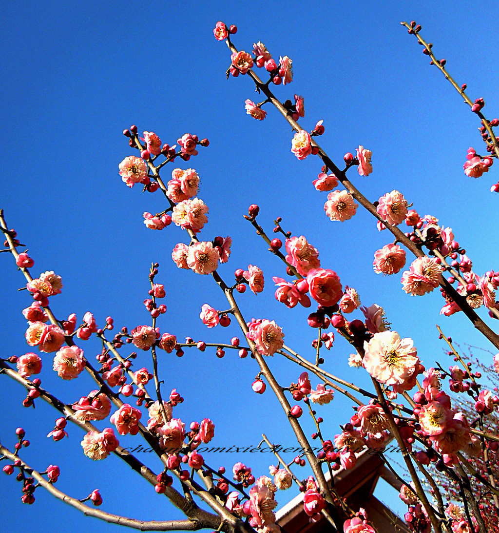 第十六届青岛梅花节今天提前开幕了.