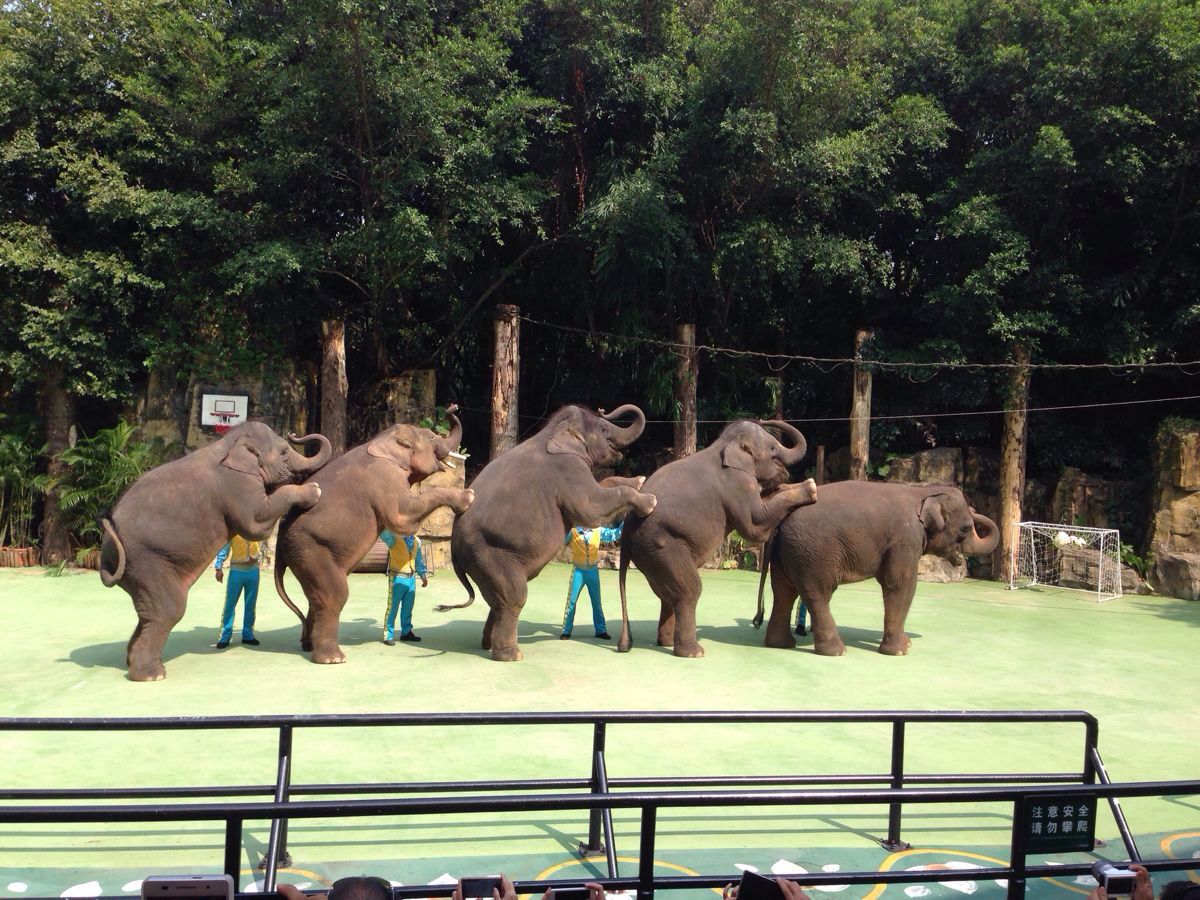 长隆野生动物世界,广州长隆野生动物世界攻略